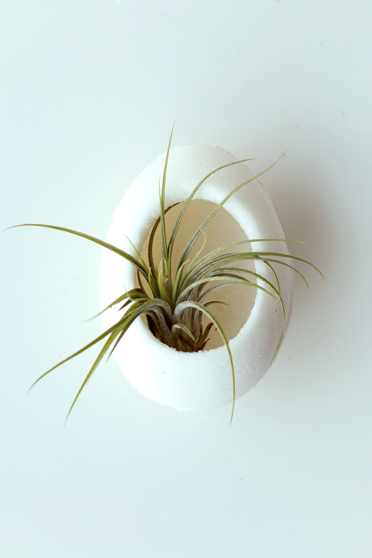 Air Plant Sugar Egg