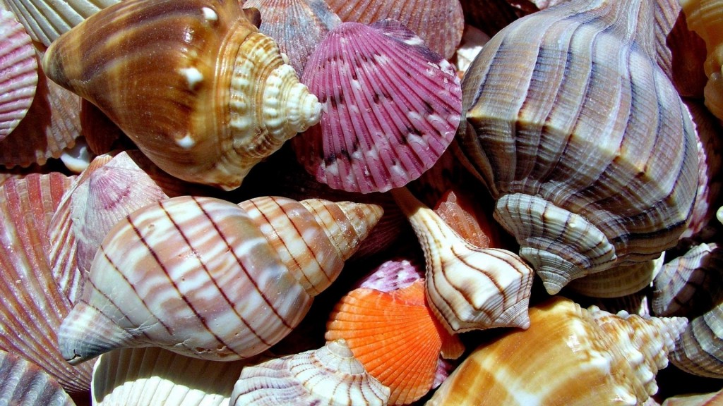 Seashells