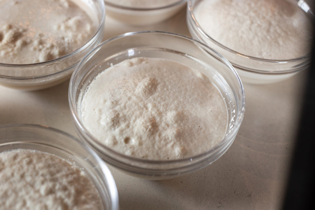Bowl of yeast that has been proofed. The bubbles generated by the yeast are floating on top of the water.