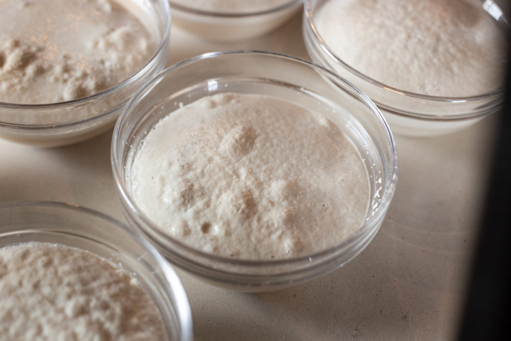 Bowl of yeast that has been proofed. The bubbles generated by the yeast are floating on top of the water. 