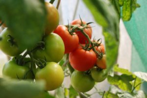 oxheart tomatoes