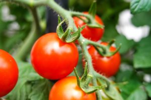 cherry tomatoes